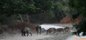 DSC_3771 (2)_GF