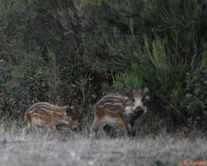 DSC_3793 (2)_GF