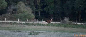 DSC_3825 (3)_GF