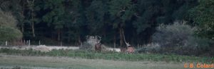 DSC_3828 (3)_GF