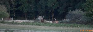 DSC_3828 (4)_GF