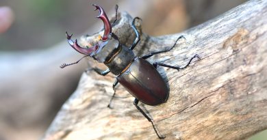 A la rencontre des insectes remarquables du Pays Royannais -Sophie Huberson