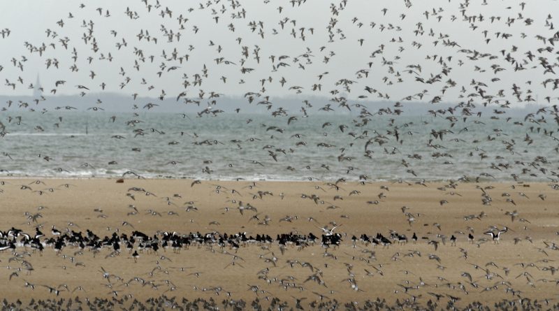 Les oiseaux hivernants sur la Réserve Naturelle Nationale de Moëze-Oléron