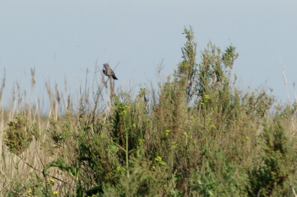 DSC07217_DxO
