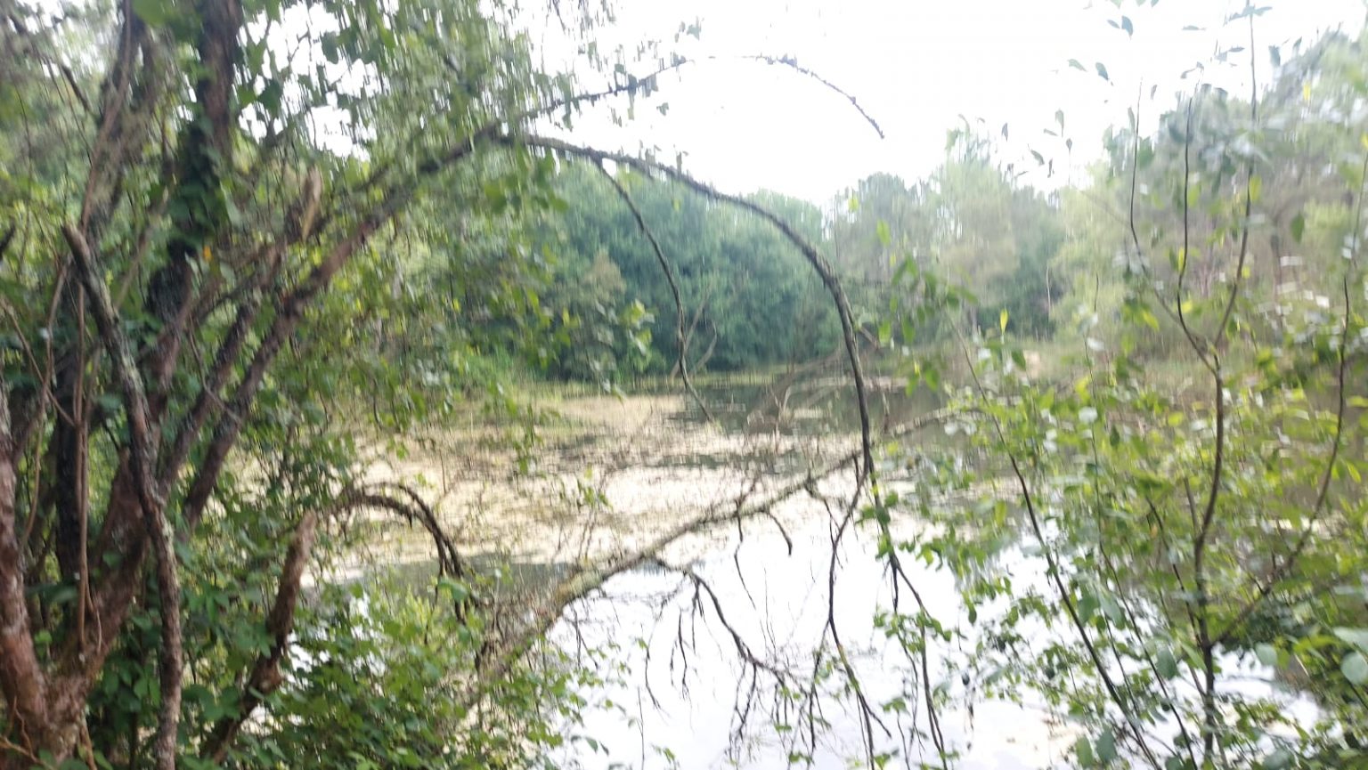 IMG-20240627-WA0019