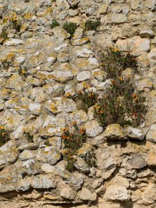 Natvert-sortie-Broue-0938-062