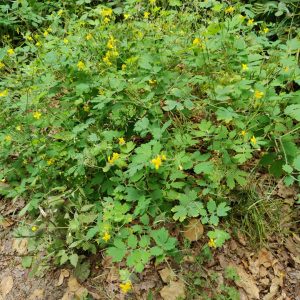 oplus_1048608