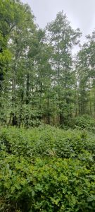 oplus_1048608