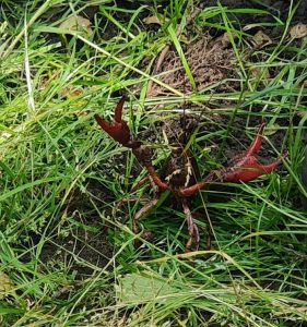 oplus_1048608