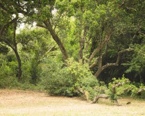 Natvert-sortie-Coubre-mai-2025-1448-009