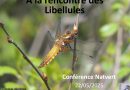 A la découverte des libellules