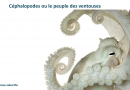 Les céphalopodes, le peuple des ventouses