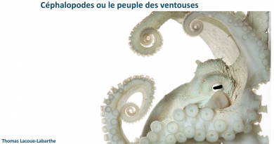 Les céphalopodes, le peuple des ventouses
