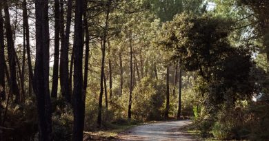 La gestion du massif forestier de la Coubre