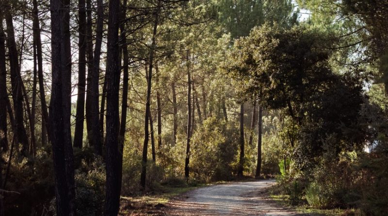 La gestion du massif forestier de la Coubre