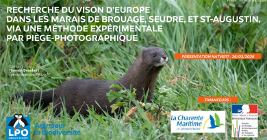 A la recherche du Vison d’Europe … et des mammifères des marais charentais
