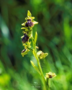 orchis araignée