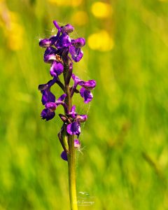 chis bouffon (anacamptis morio)