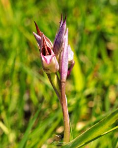 Serapia lingua