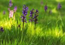 Les orchidées et les oiseaux au Moulin des Loges – 17 avril 2026