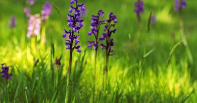 Les orchidées et les oiseaux au Moulin des Loges – 17 avril 2026