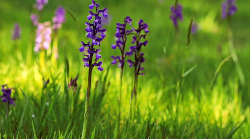 Les orchidées et les oiseaux au Moulin des Loges – 17 avril 2026