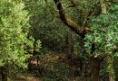 Le massif forestier des Combots d’Ansoine