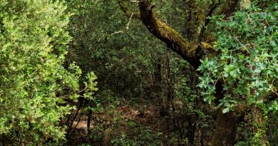 Le massif forestier des Combots d’Ansoine