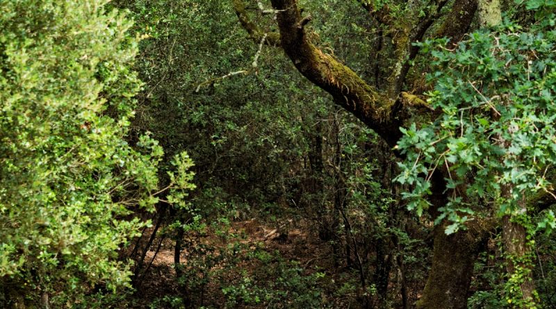 Le massif forestier des Combots d’Ansoine