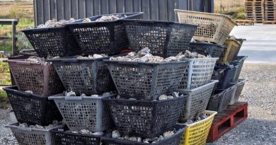 Visite d’une entreprise ostréicole